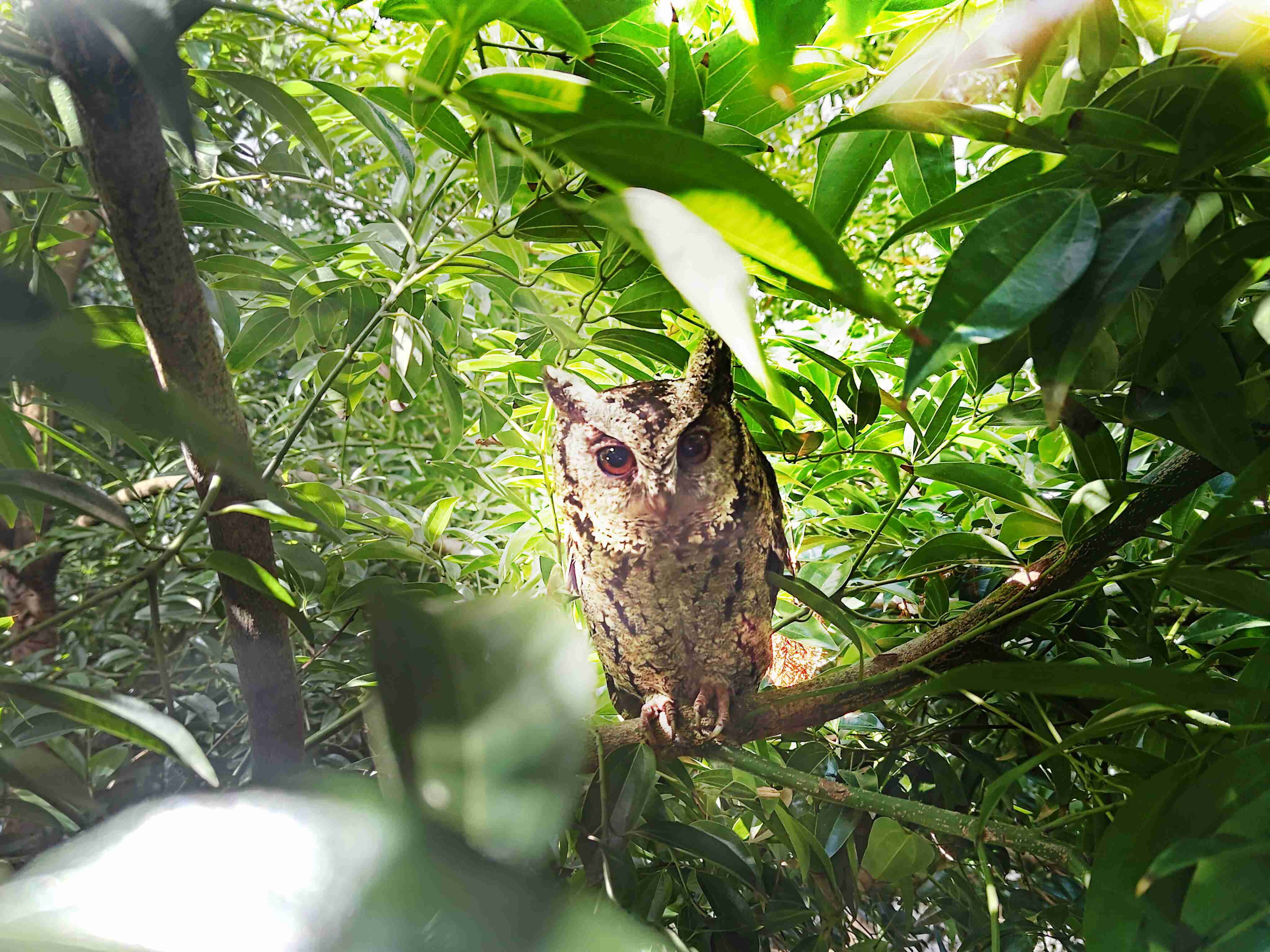财神娱乐致力提倡净零绿生活，，，16年以来在全球各厂区植树逾百万棵，，造就各厂区树木蔚然成林，，，，犹如森林工厂，，，成为许多生物的栖息地